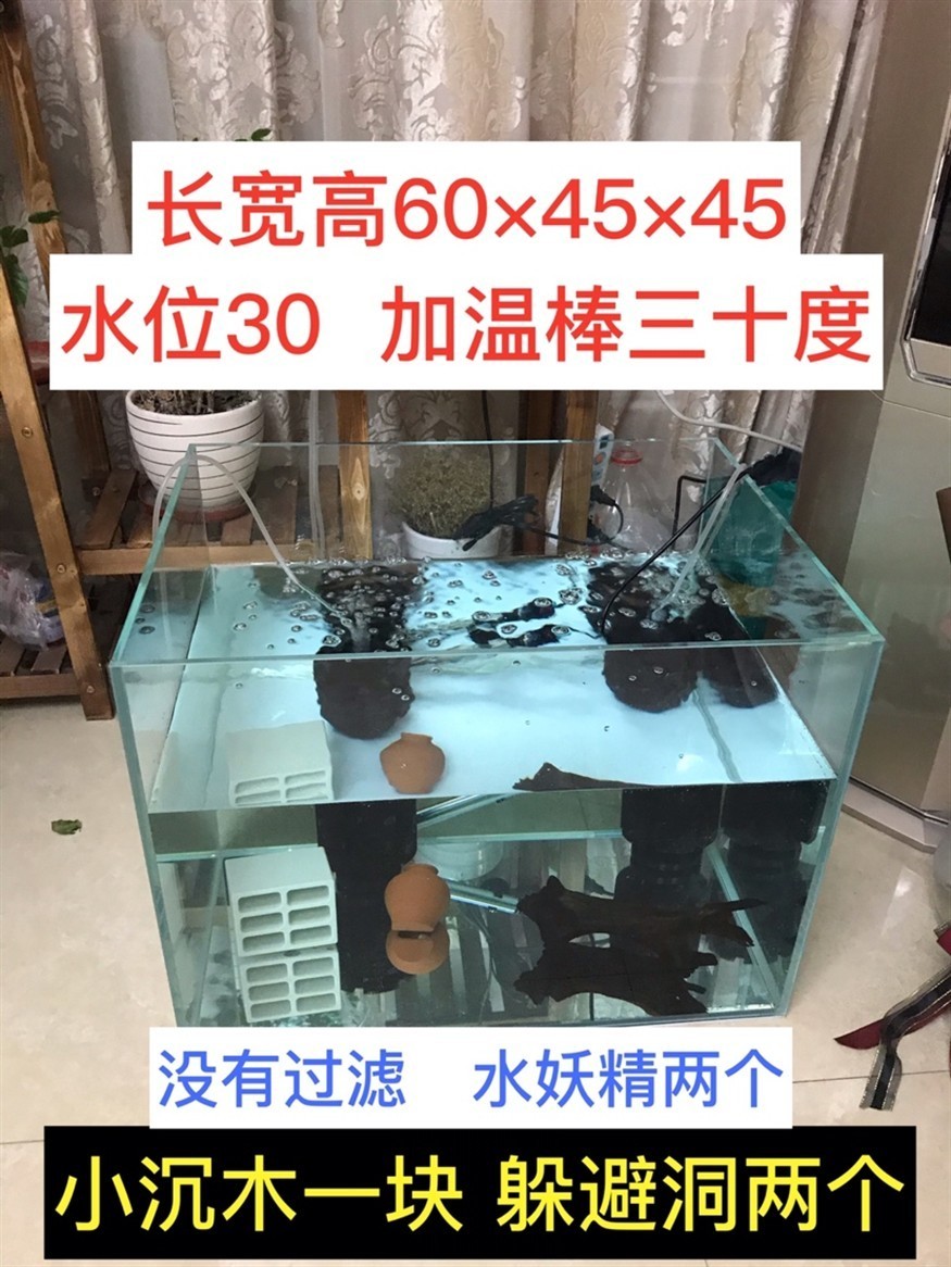 新疆魚友入虎苗記錄帖01