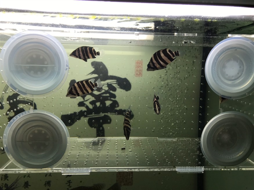 新疆魚友入虎苗記錄帖01
