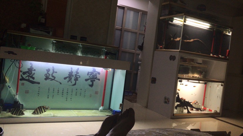 新疆魚友入虎苗記錄帖01