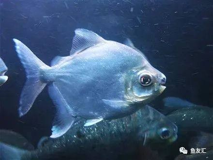 虎紋銀板魚的壽命是多少(虎紋銀板魚和龍魚混養(yǎng)視頻) 虎紋銀板魚的壽命是多少(虎紋銀板魚和龍魚混養(yǎng)視頻) 虎魚百科 第1張