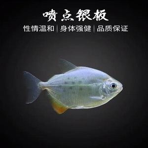 虎紋銀板魚的壽命是多少(虎紋銀板魚和龍魚混養(yǎng)視頻) 虎紋銀板魚的壽命是多少(虎紋銀板魚和龍魚混養(yǎng)視頻) 虎魚百科 第2張