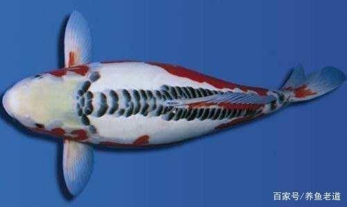 煙臺市芝罘區天樂水族館（煙臺市芝罘區天樂水族館電話）