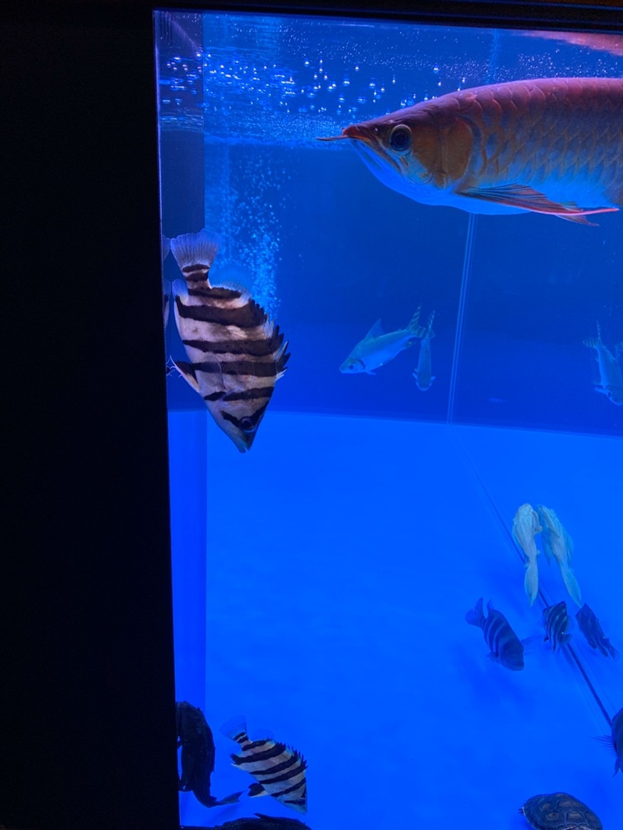 昨天新買的虎魚為總是這樣豎著 昨天新買的虎魚為總是這樣豎著 虎魚百科 第2張