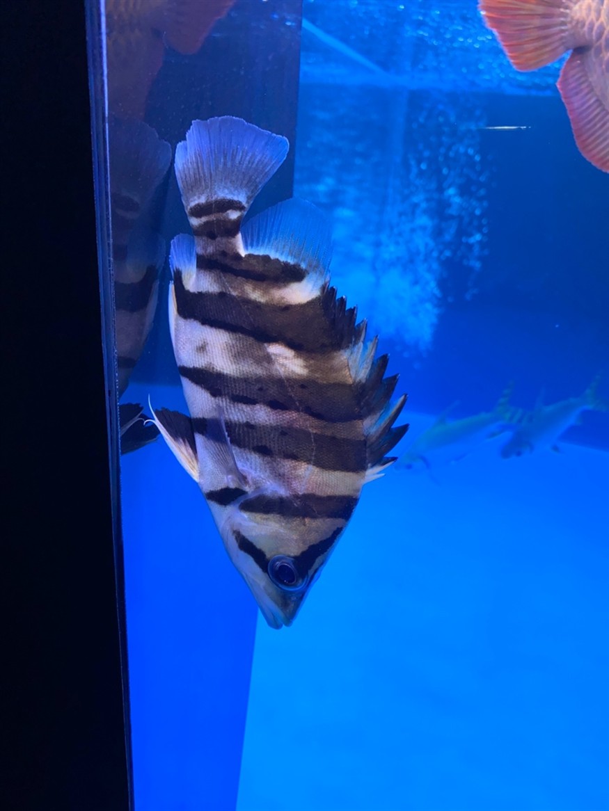 昨天新買的虎魚為總是這樣豎著 昨天新買的虎魚為總是這樣豎著 虎魚百科 第1張