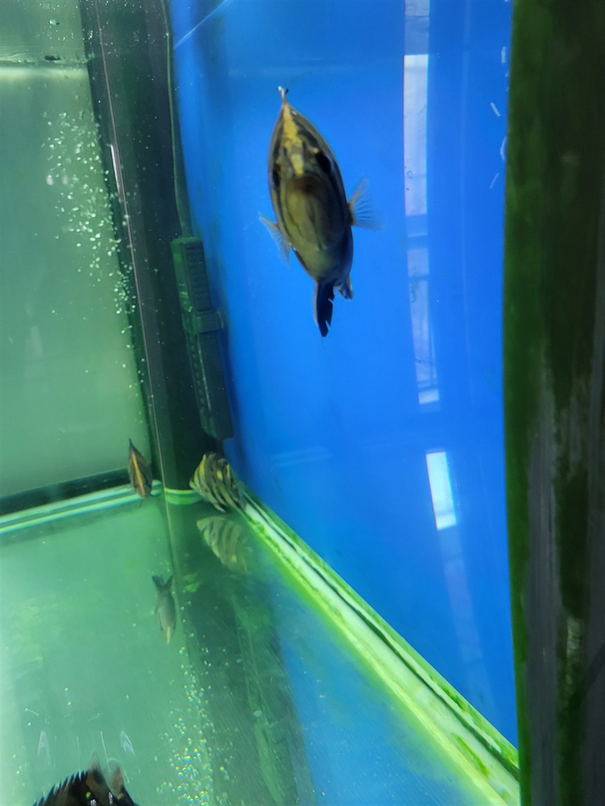 虎魚少了一個腹鰭還能長出來嗎