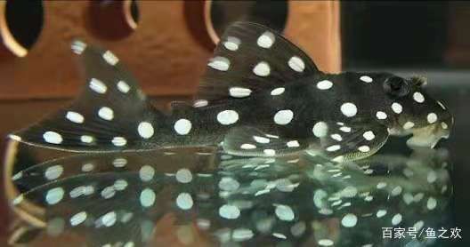 濟南格瑞森水族工程有限公司（濟南格瑞森水族工程有限公司怎么樣）