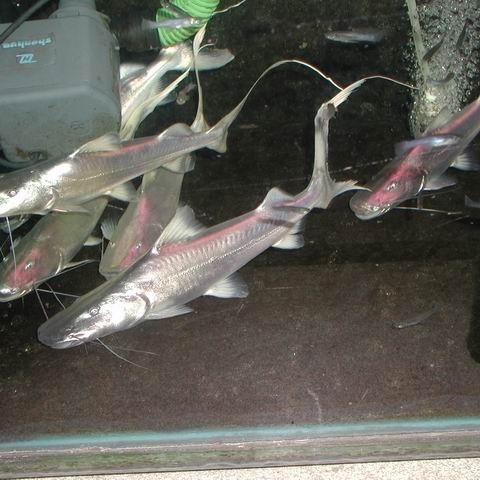 養銀龍魚有什么講究嗎(養銀龍魚的好處)