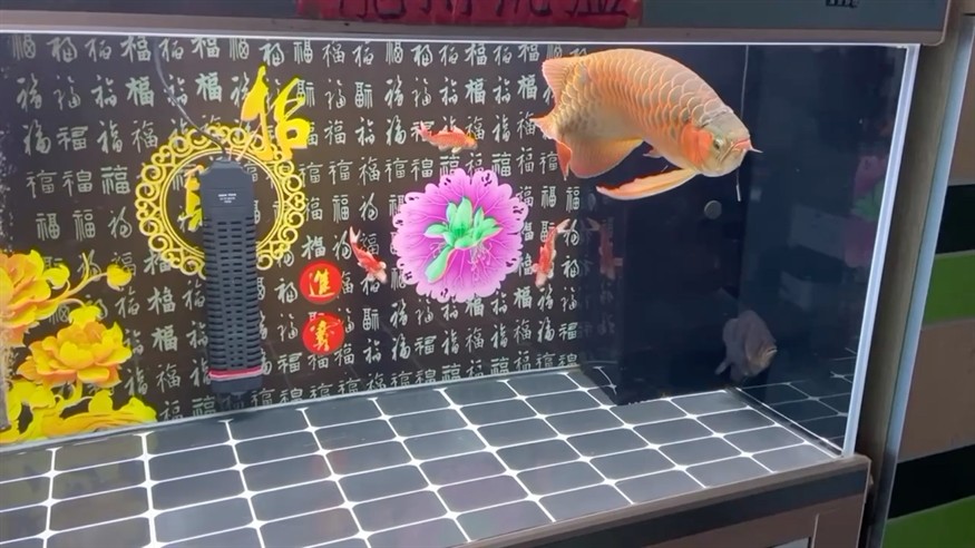 換水就捱一日不吃不要動粗打虎魚