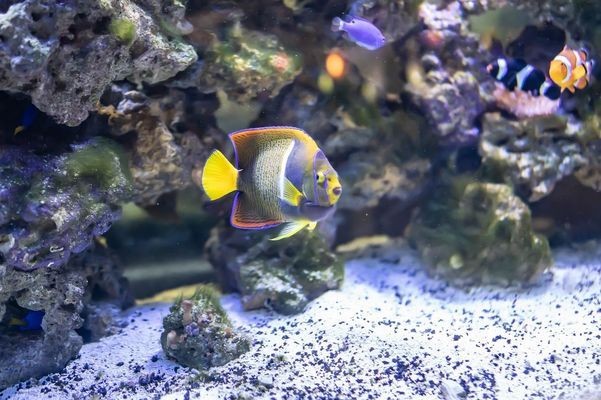 重慶俊橦水族科技有限責任公司 重慶俊橦水族科技有限責任公司 全國水族館企業名錄 第1張
