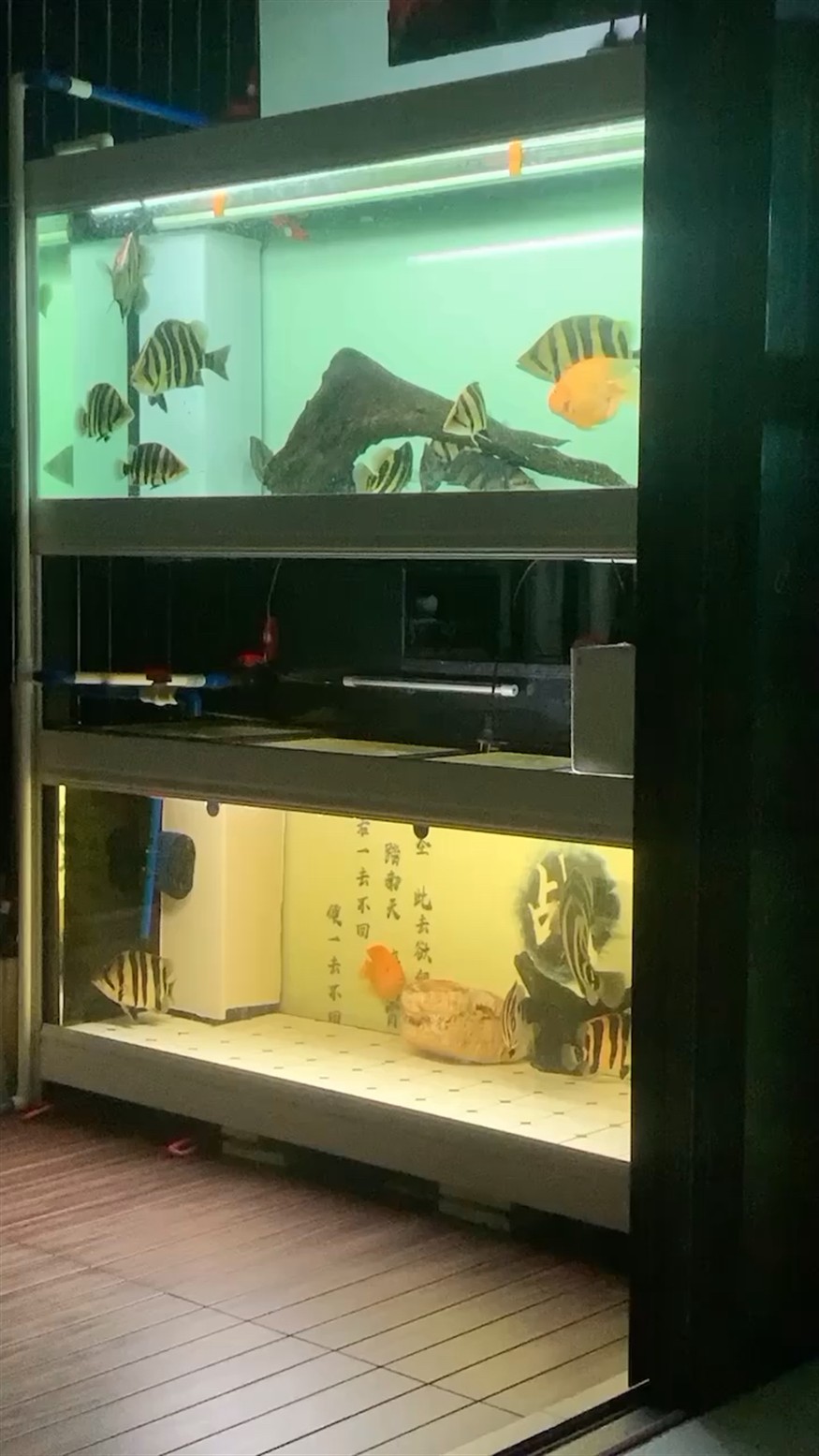 虎魚狀態(tài)調(diào)整嘗試