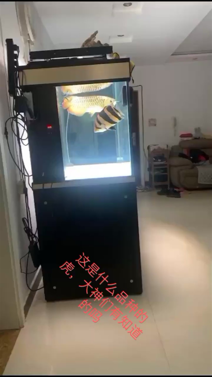 大神們、這是什么品種的虎魚