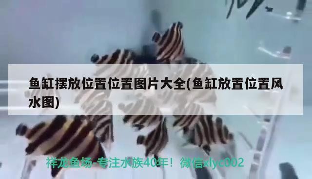 云龍區幻彩水族館（云龍區幻彩水族館地址） 云龍區幻彩水族館（云龍區幻彩水族館地址） 全國水族館企業名錄 第1張