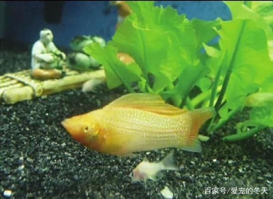 鄭州市惠濟(jì)區(qū)大眾水族館（鄭州市惠濟(jì)區(qū)大眾水族館地址）
