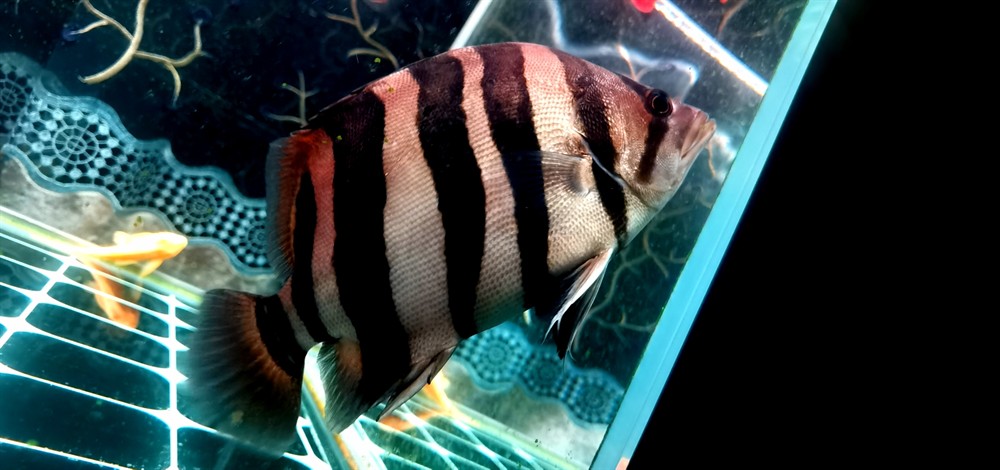 虎魚春天來(lái)了