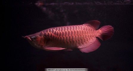 分享飼養經驗喜歡虎魚變明參考知識少走彎路