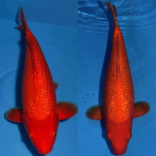 80的缸養(yǎng)銀龍魚能長多大(80長的魚缸能養(yǎng)銀龍魚嗎)