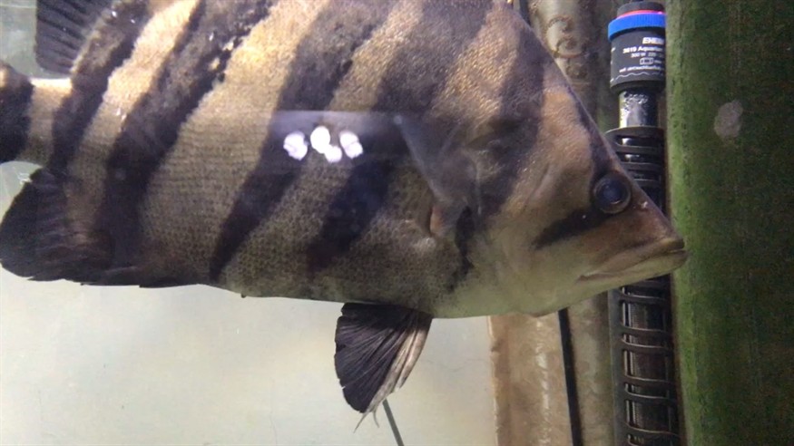 虎魚缸們突出怎樣治療啊