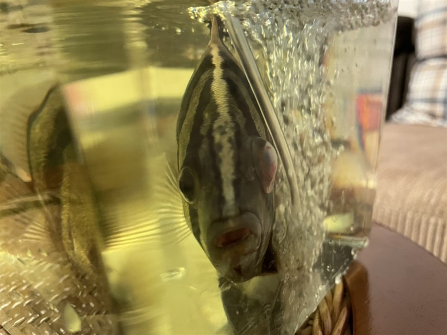 虎魚眼病