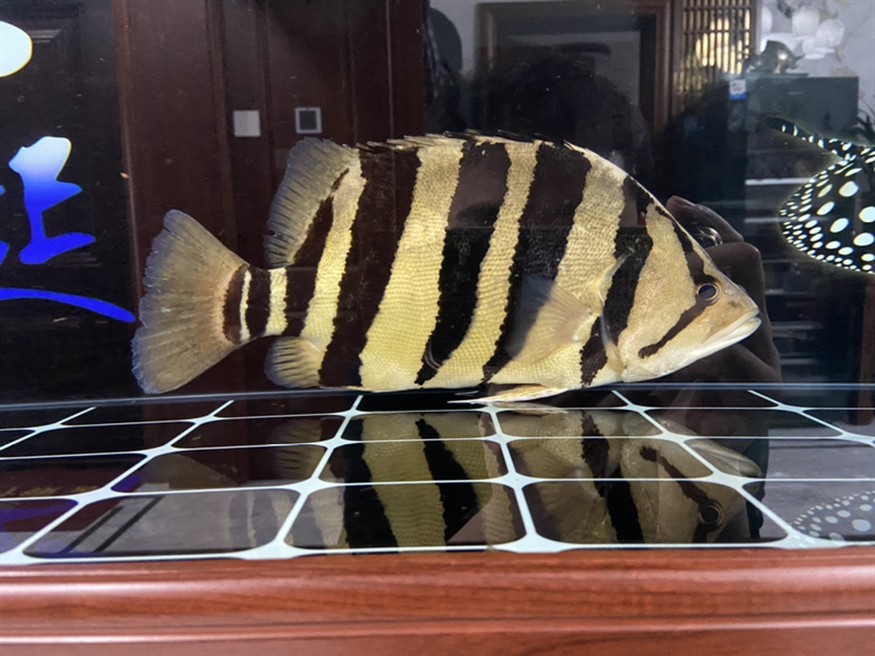 虎魚品種鑒別