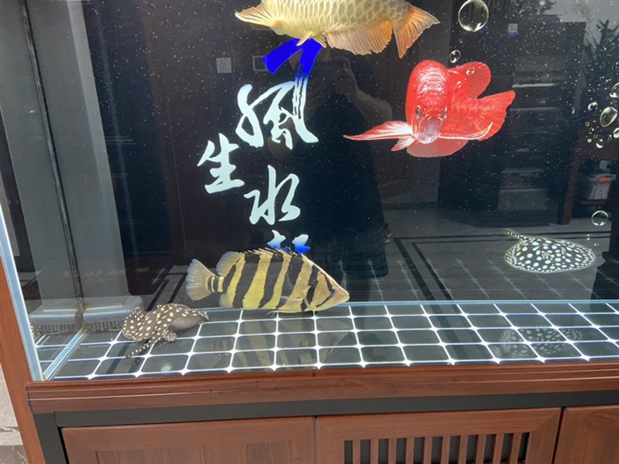虎魚品種鑒別