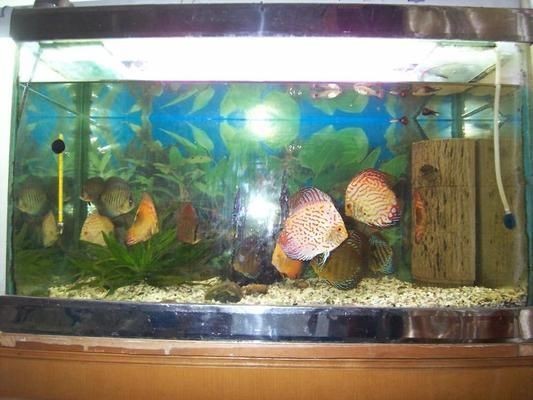 湛江市赤坎區金澤水族店（湛江市赤坎區金澤水族店地址）