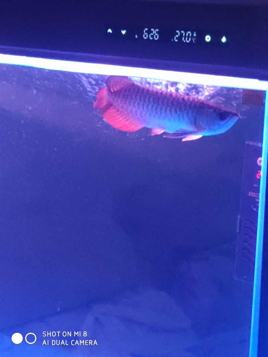 一周前缸里放進(jìn)去兩只印虎這兩天每次早晨喂食就算虎魚不跟龍魚搶食龍魚都會(huì)在缸里亂竄不
