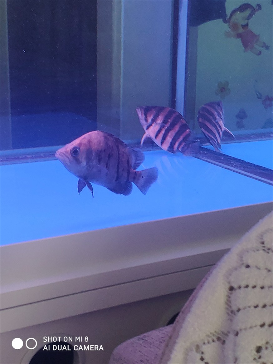 一周前缸里放進(jìn)去兩只印虎這兩天每次早晨喂食就算虎魚不跟龍魚搶食龍魚都會(huì)在缸里亂竄不