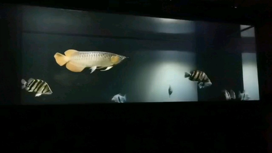 廣州萬吉龍魚的具體地址在哪里？，廣州萬吉龍魚具體地址在哪里， 廣州萬吉龍魚的具體地址在哪里？，廣州萬吉龍魚具體地址在哪里， 龍魚百科 第1張