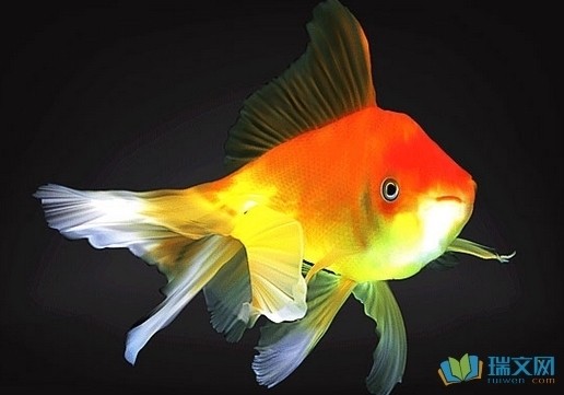 德州市德城區華海水族觀賞養殖中心（德州市德城區華海水族觀賞養殖中心