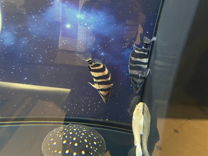 虎魚身體發青怎么處理