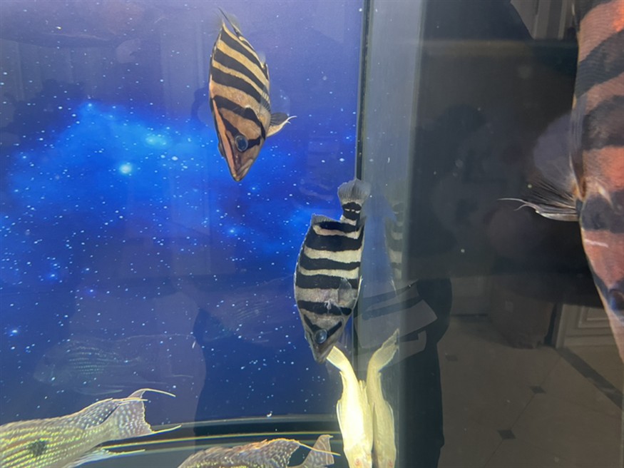 虎魚身體發(fā)青怎么處理