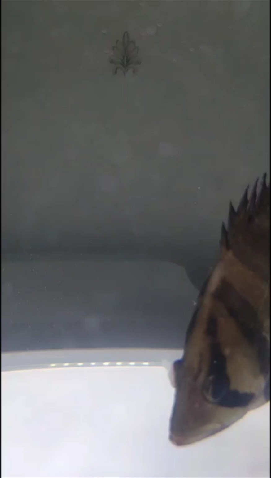 虎魚眼病還有救嗎？如何治療？ 虎魚眼病還有救嗎？如何治療？ 虎魚百科
