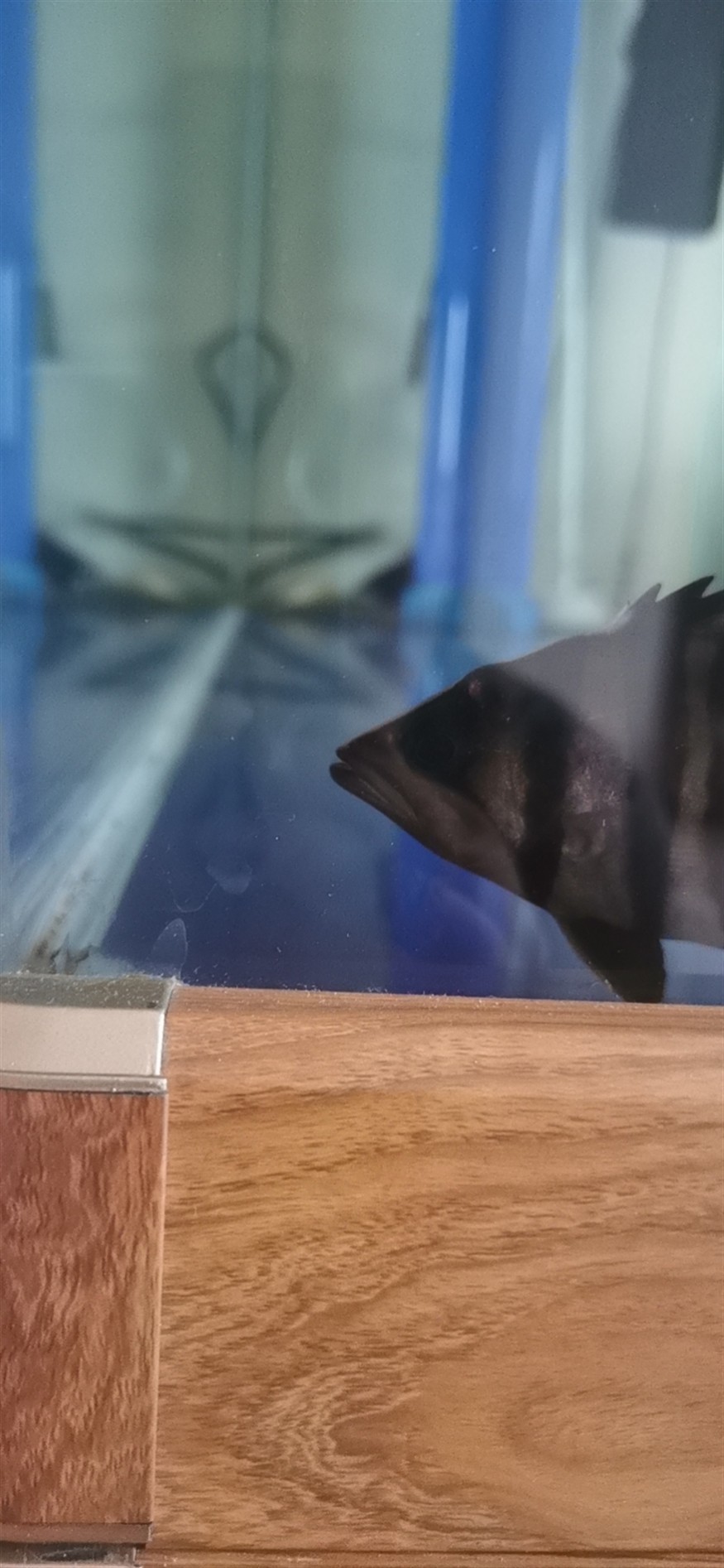 虎魚(yú)頭上起個(gè)胞