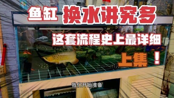 魚缸 澳洲星點龍和銀龍魚選哪個好(星點龍魚和銀龍哪個好養) 銀龍魚百科 澳洲星點龍和銀龍魚選哪個好(星點龍魚和銀龍哪個好養) 澳洲星點龍和銀龍魚選哪個好(星點龍魚和銀龍哪個好養) 銀龍魚百科