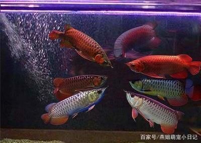 七星關區藍水族水族器材經營部（七星關區藍水族水族器材經營部地址）