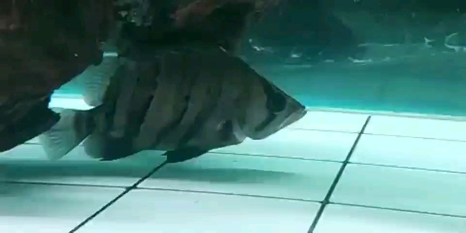 大家幫忙看下虎魚的腮怎么了？ 大家幫忙看下虎魚的腮怎么了？ 虎魚百科