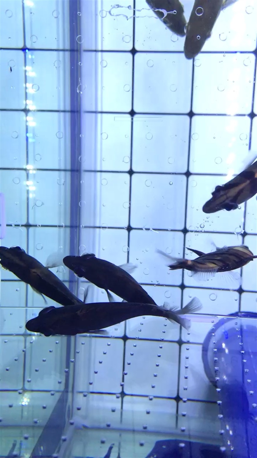 虎魚是突眼了嗎？ 虎魚是突眼了嗎？ 虎魚百科