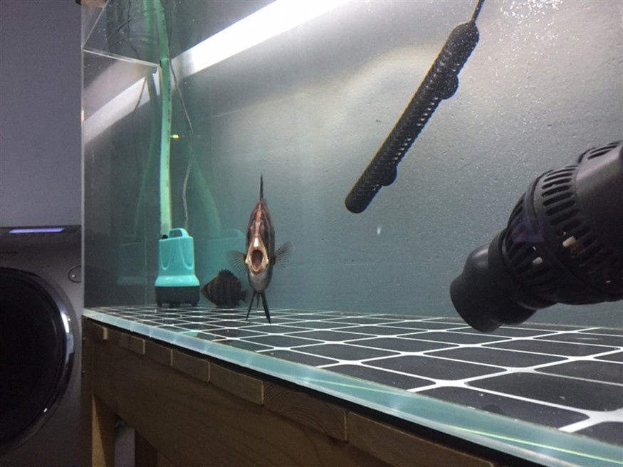 全方位拍照虎魚都拍扁了