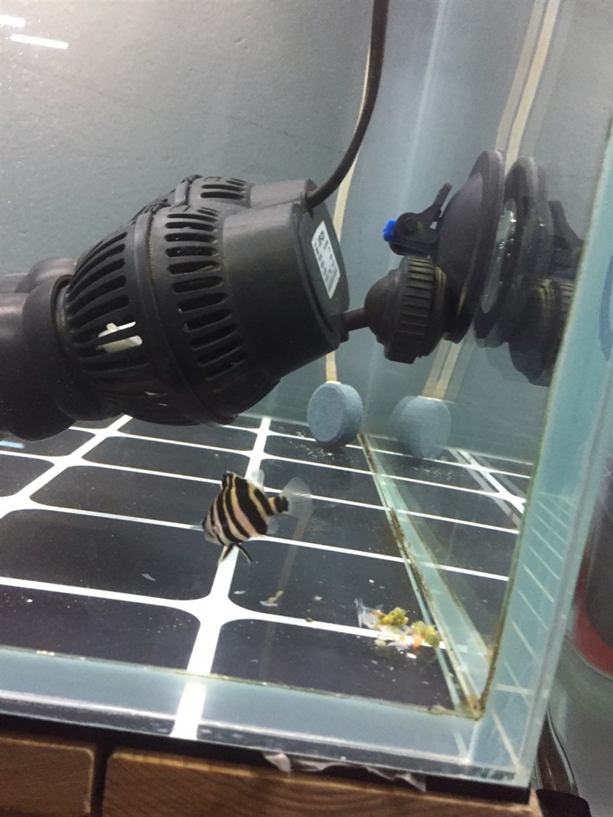 全方位拍照虎魚都拍扁了