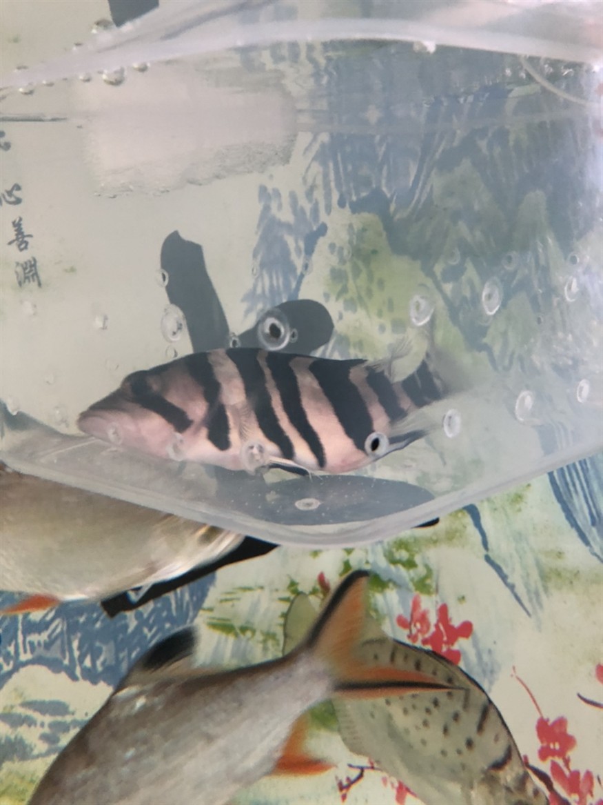 虎魚躺缸 平躺求賜教