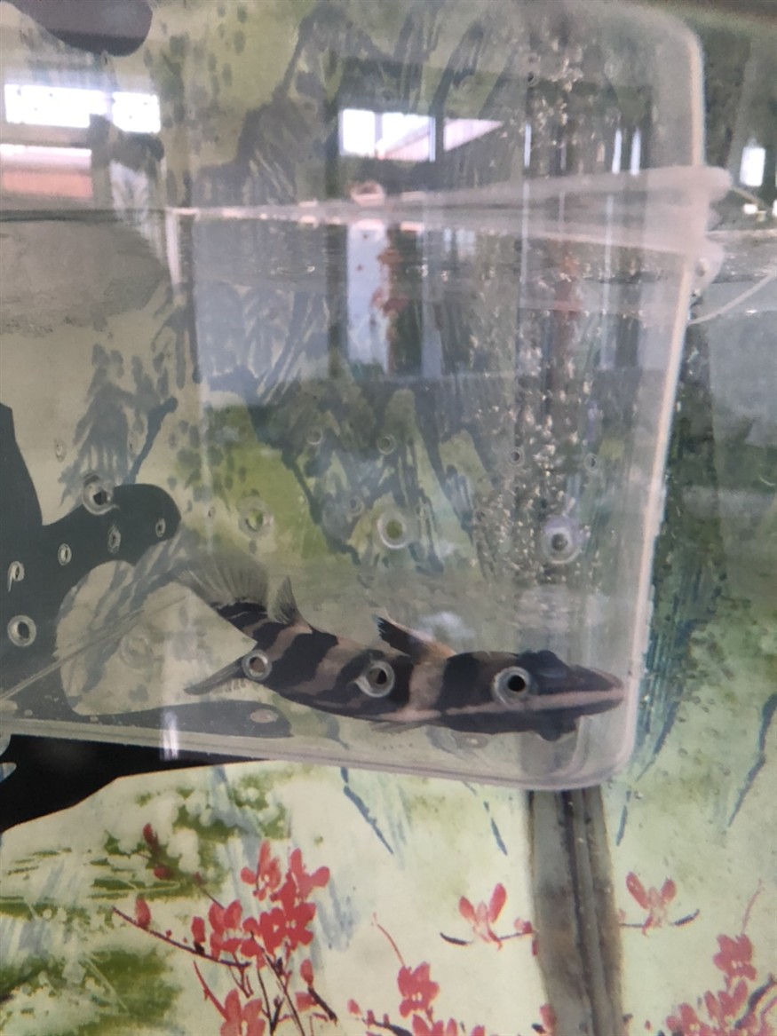 虎魚躺缸 平躺求賜教