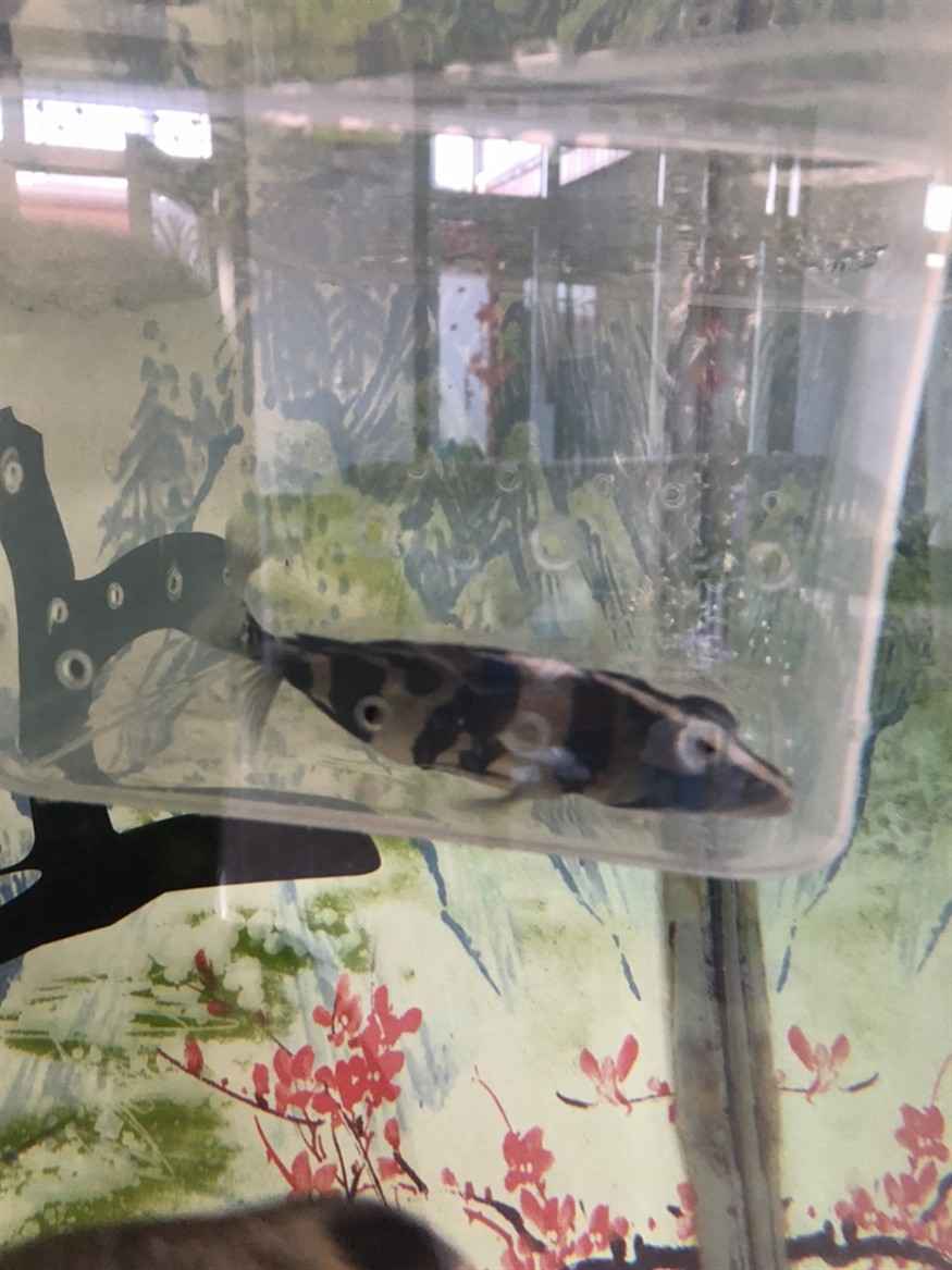 虎魚躺缸 平躺求賜教