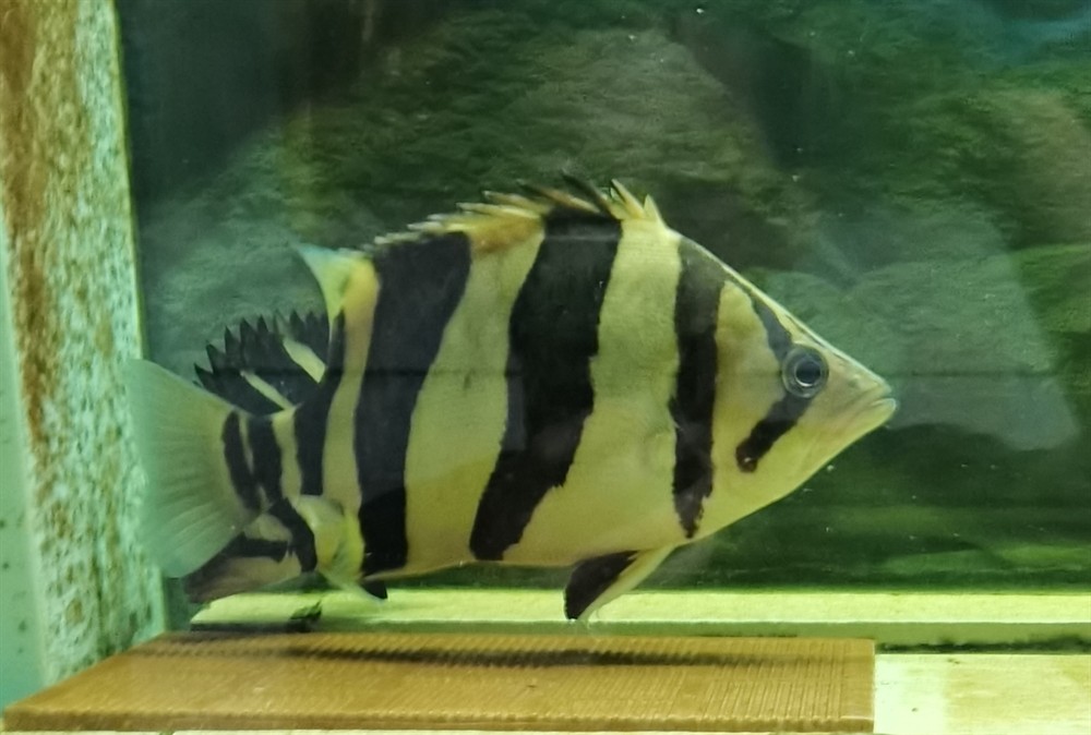 好久沒有上虎魚圖