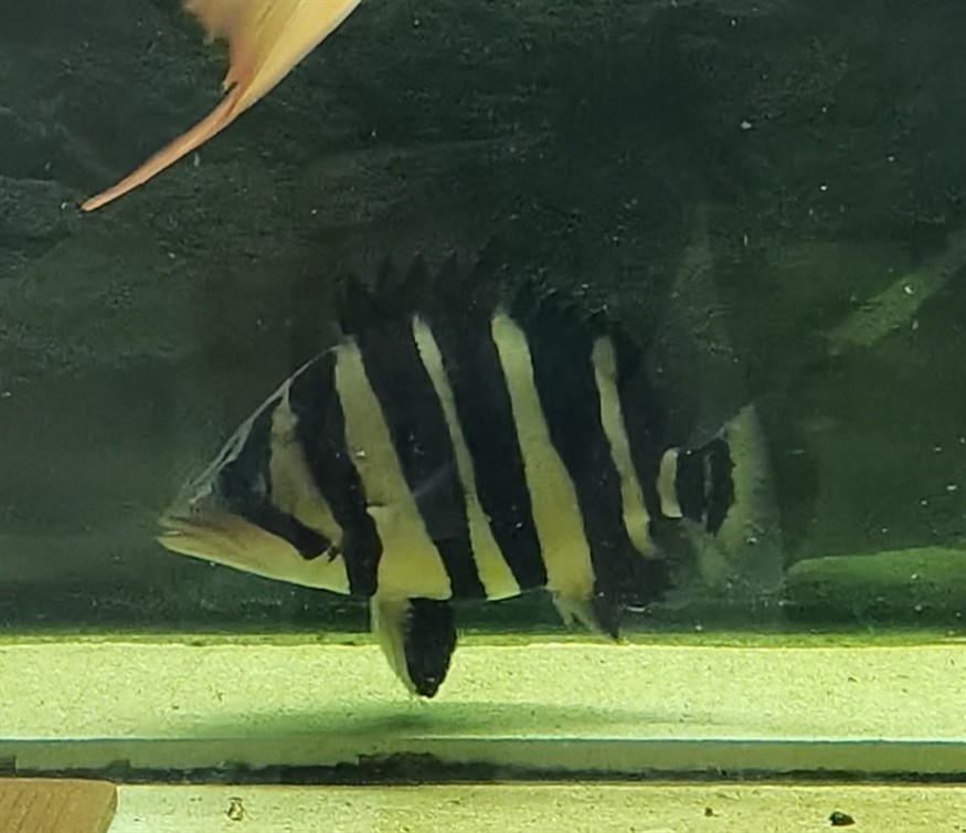 好久沒有上虎魚圖