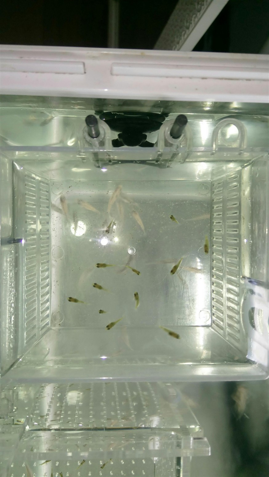 黃金虎魚苗成活率低嗎？ 黃金虎魚苗成活率低嗎？ 虎魚百科 第1張