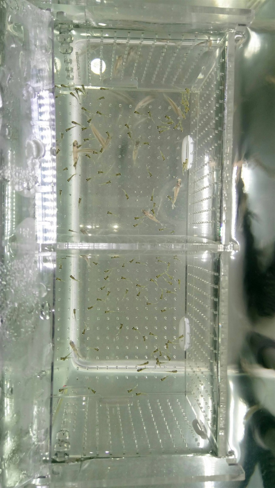 黃金虎魚苗成活率低嗎？ 黃金虎魚苗成活率低嗎？ 虎魚百科 第2張