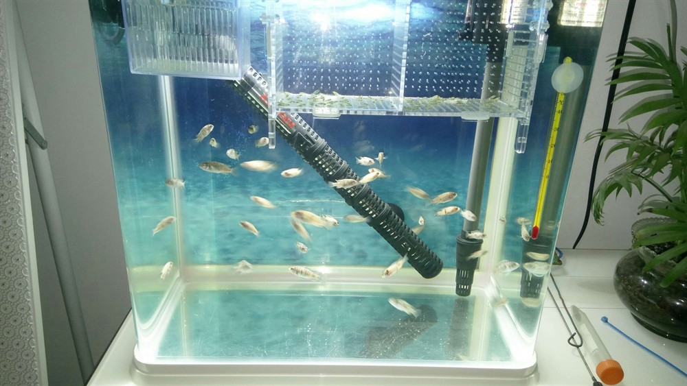 黃金虎魚苗成活率低嗎？ 黃金虎魚苗成活率低嗎？ 虎魚百科 第3張