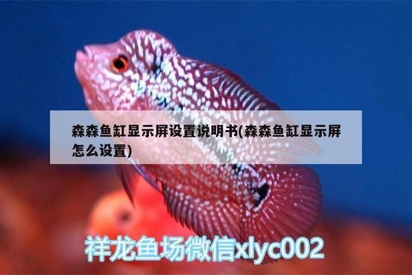 龍魚和戰船魚哪個需要的空間大（戰船魚和銀龍魚哪個好養）