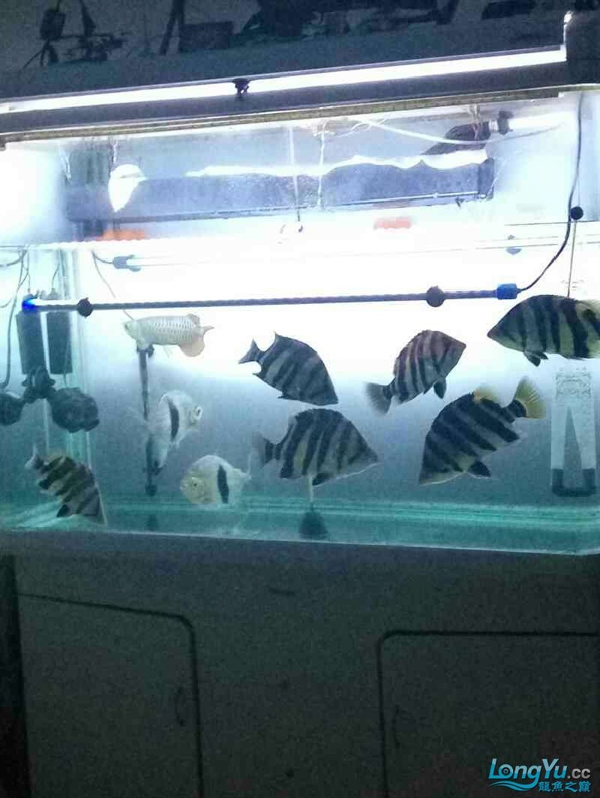 超級虎魚