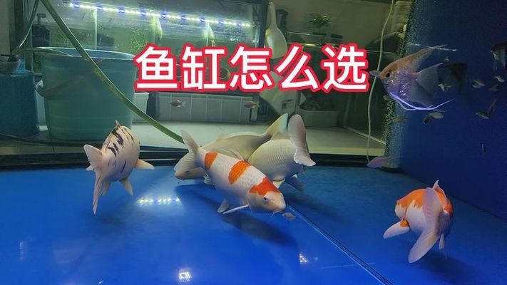 鄭州市管城區鴻君森森水族店（鄭州市管城區鴻君森森水族店電話）